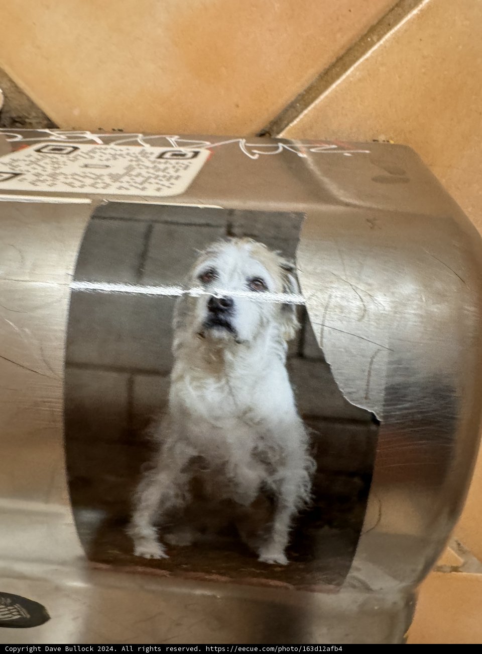 Canine Reflections