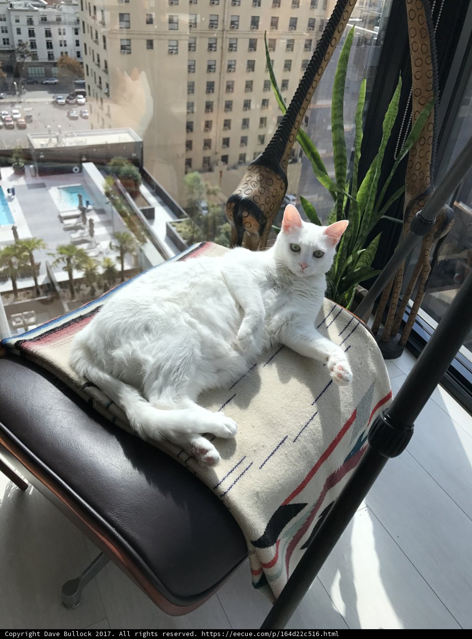 White Cat Lounges in the Sun