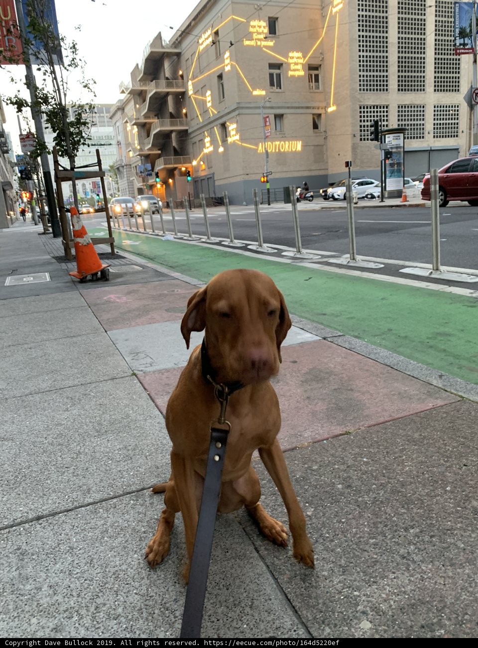 Paws on Pavement