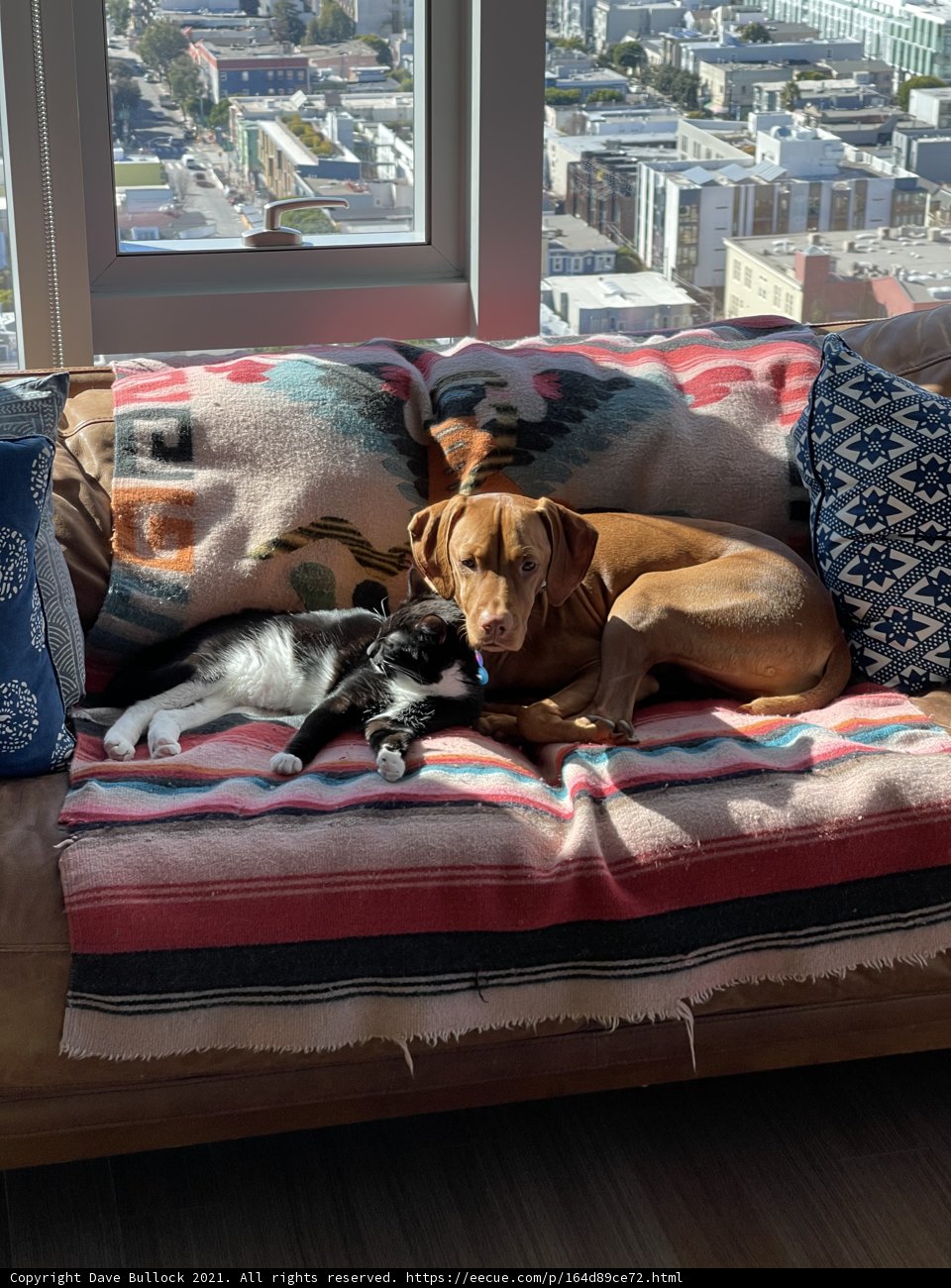 The Furry Duo's Favorite Spot