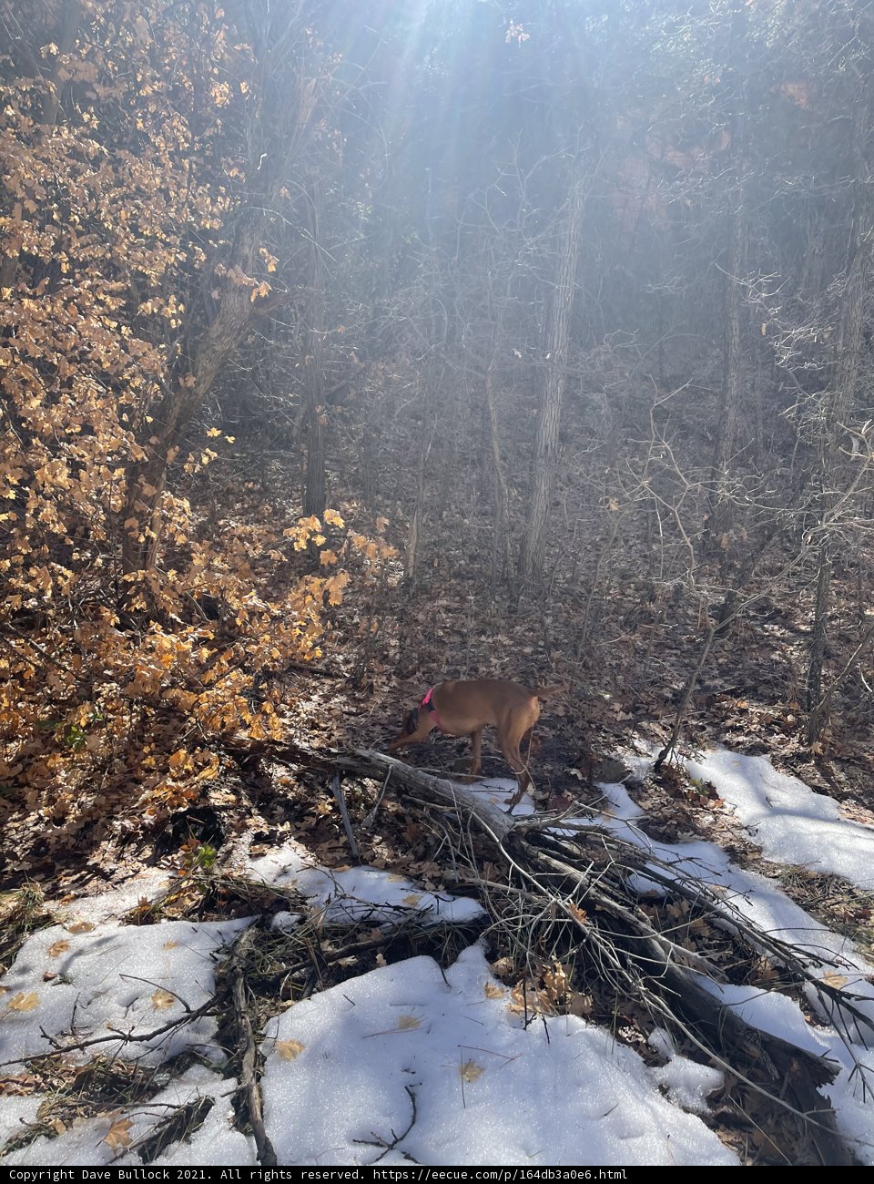Sunlit Deer in Coconino National Forest