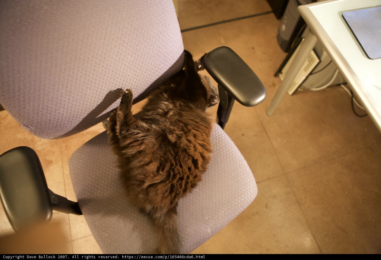 Feline Comfort