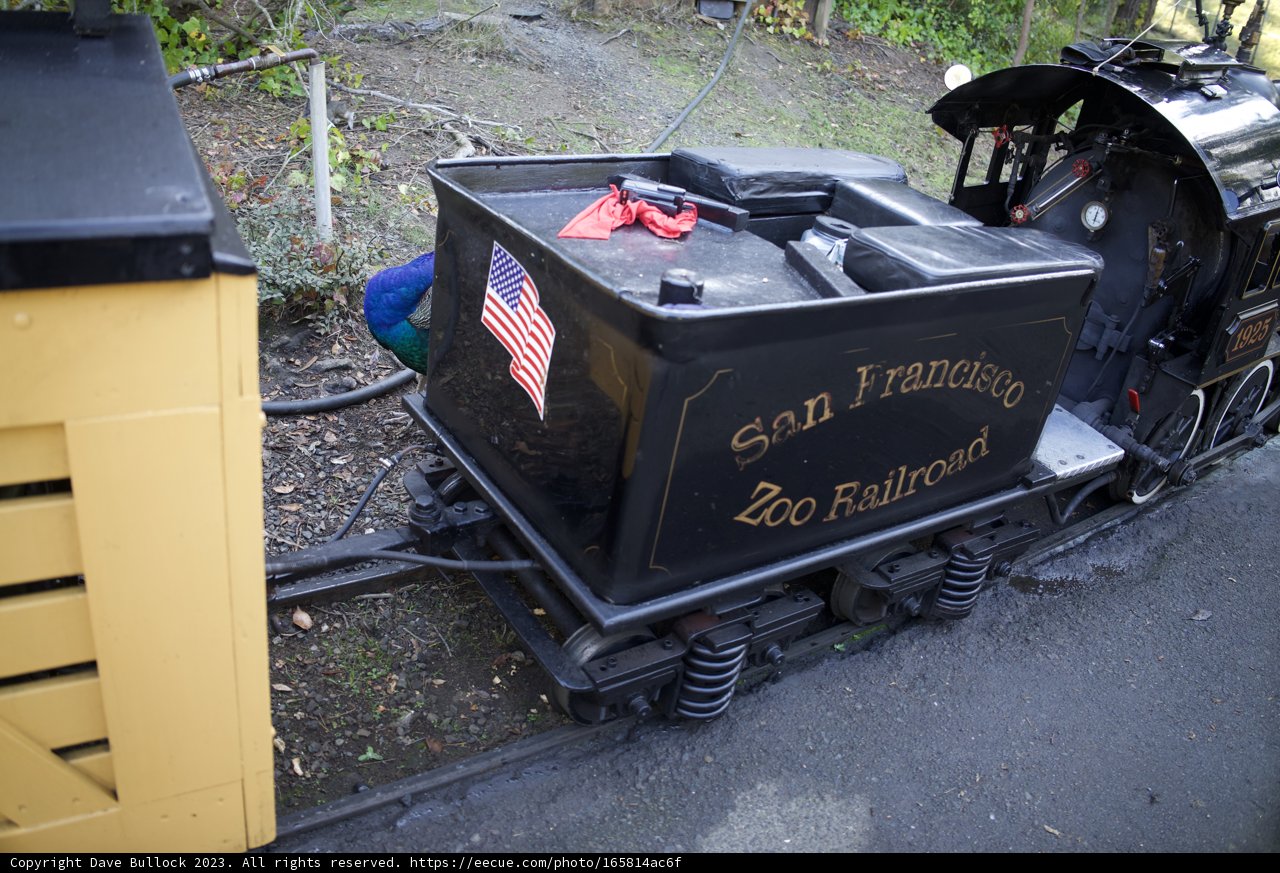 Novelty of History: Timeless Engine at SF Zoo
