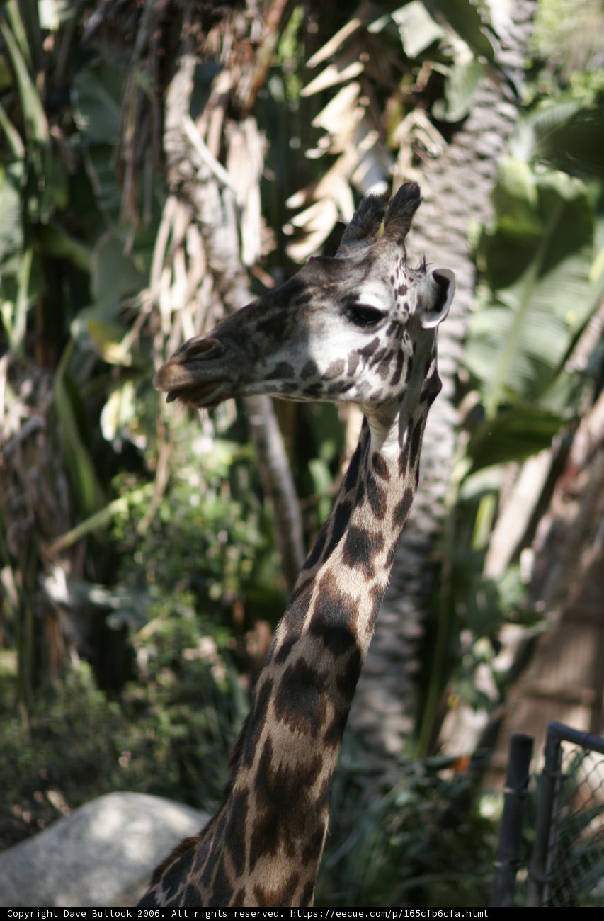 Majestic Giraffe in the Wild