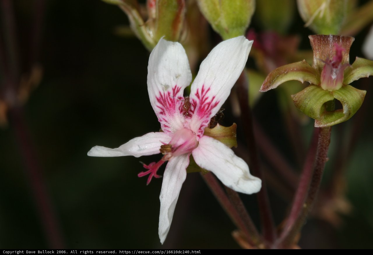 Pink and White Geranium Blossom