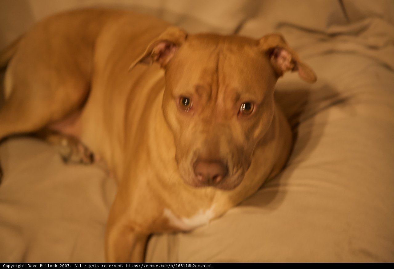 Relaxing on the Couch