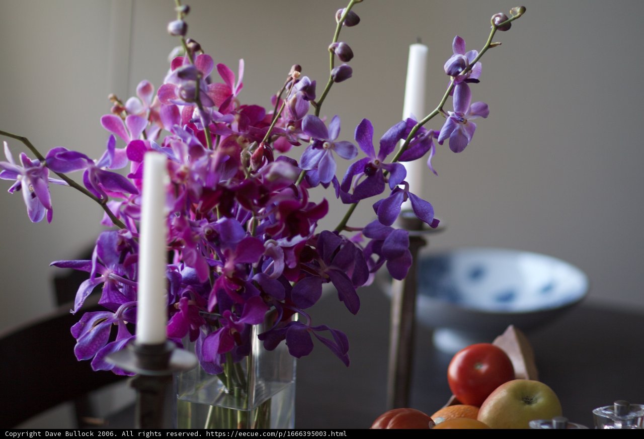 Purple Perfection