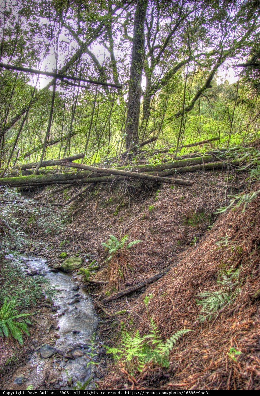 Serene Stream in a Lush Forest