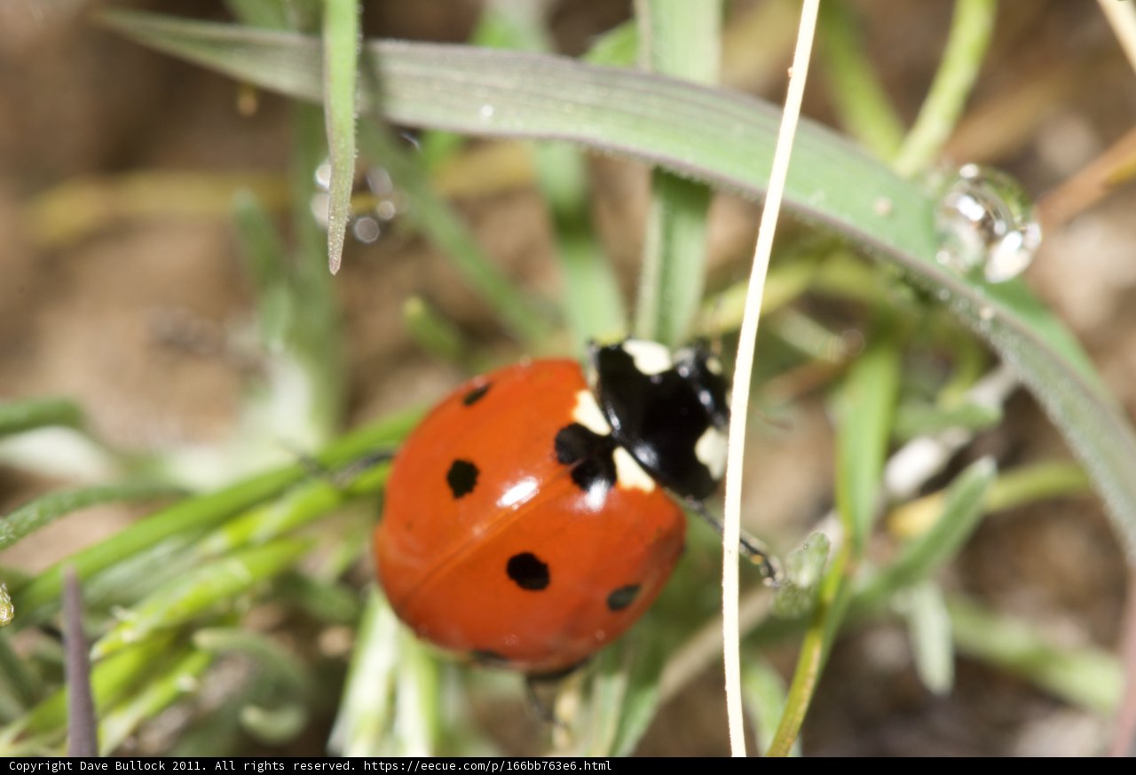Ladybug Among the Blades