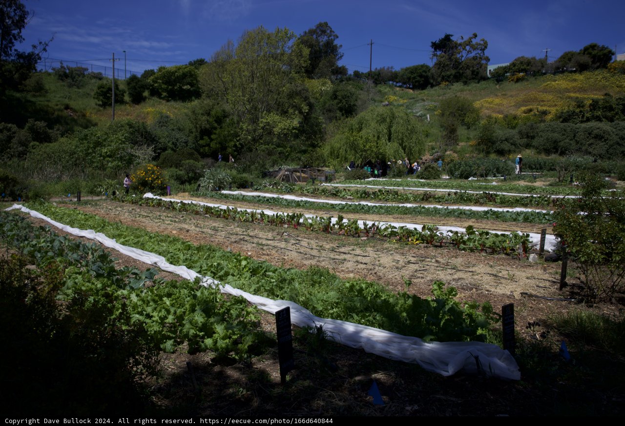 Celebrating Earth Day 2024: Cultivation and Community at Alemany Farm