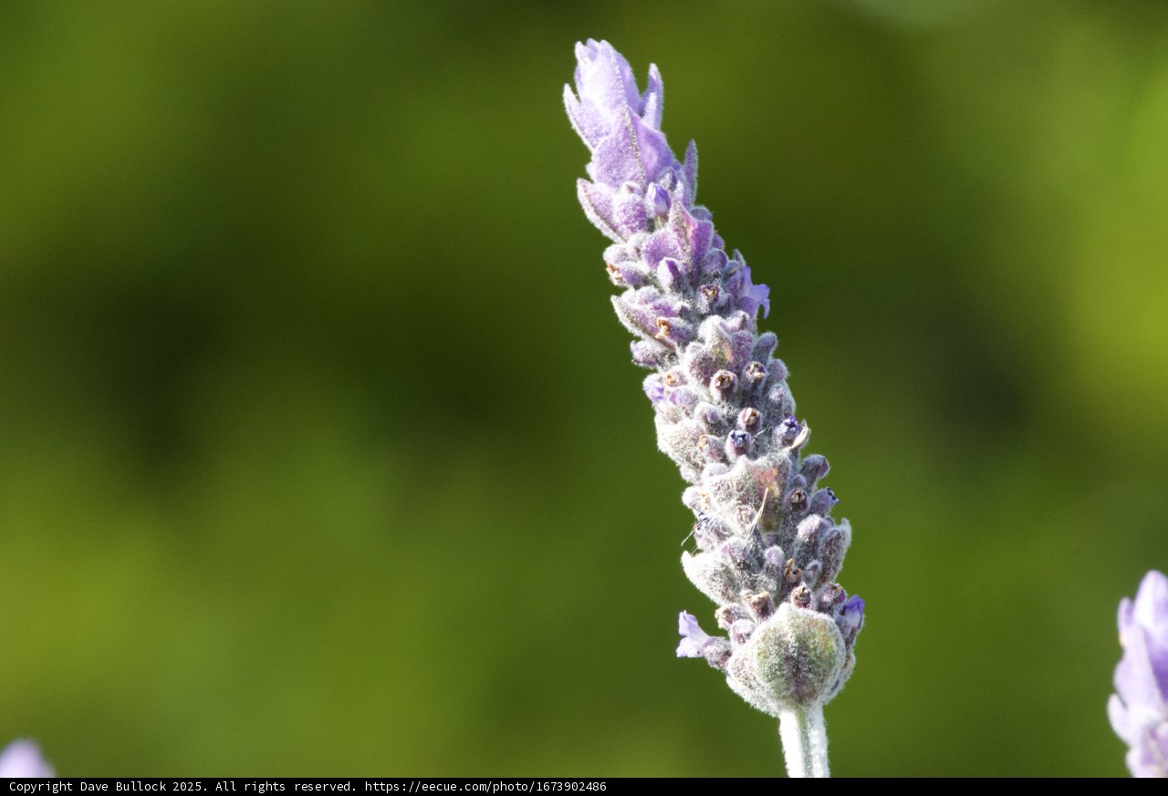 Lavender Dream