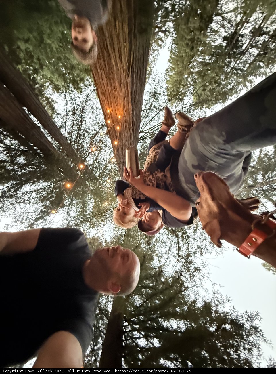 Enchanted Evening Under the Redwoods
