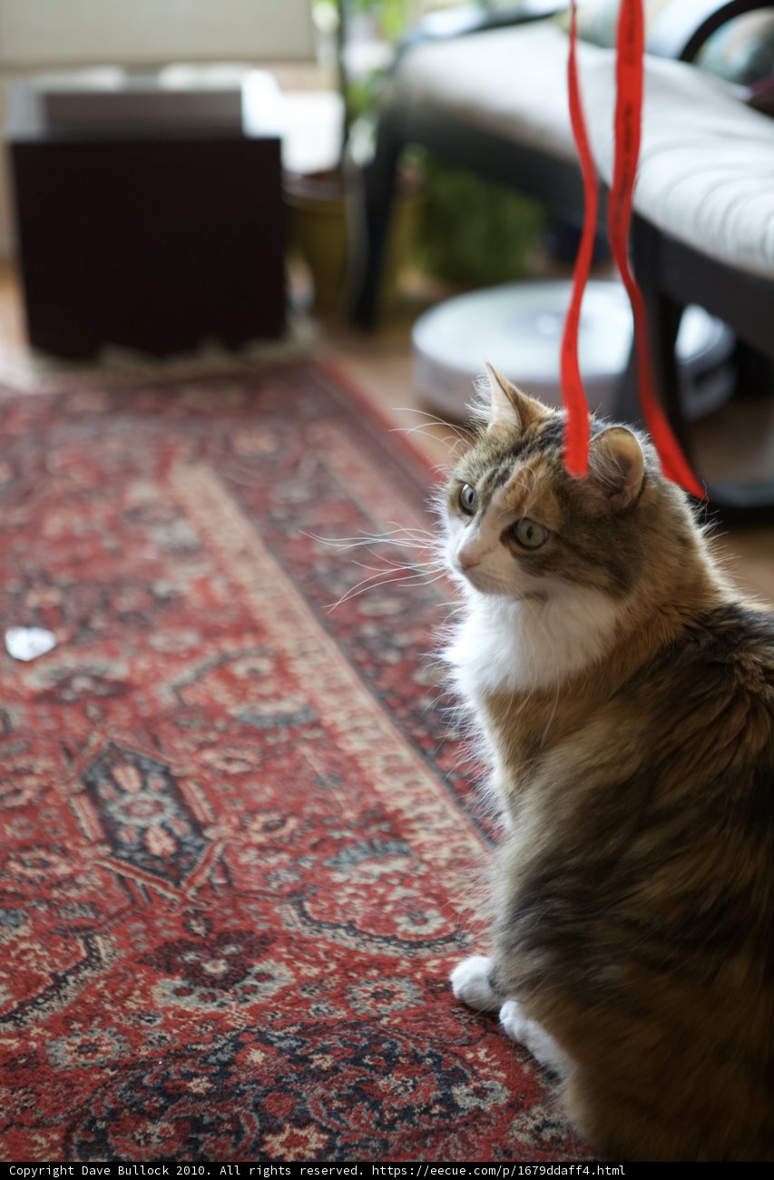 Cozy Christmas Cat