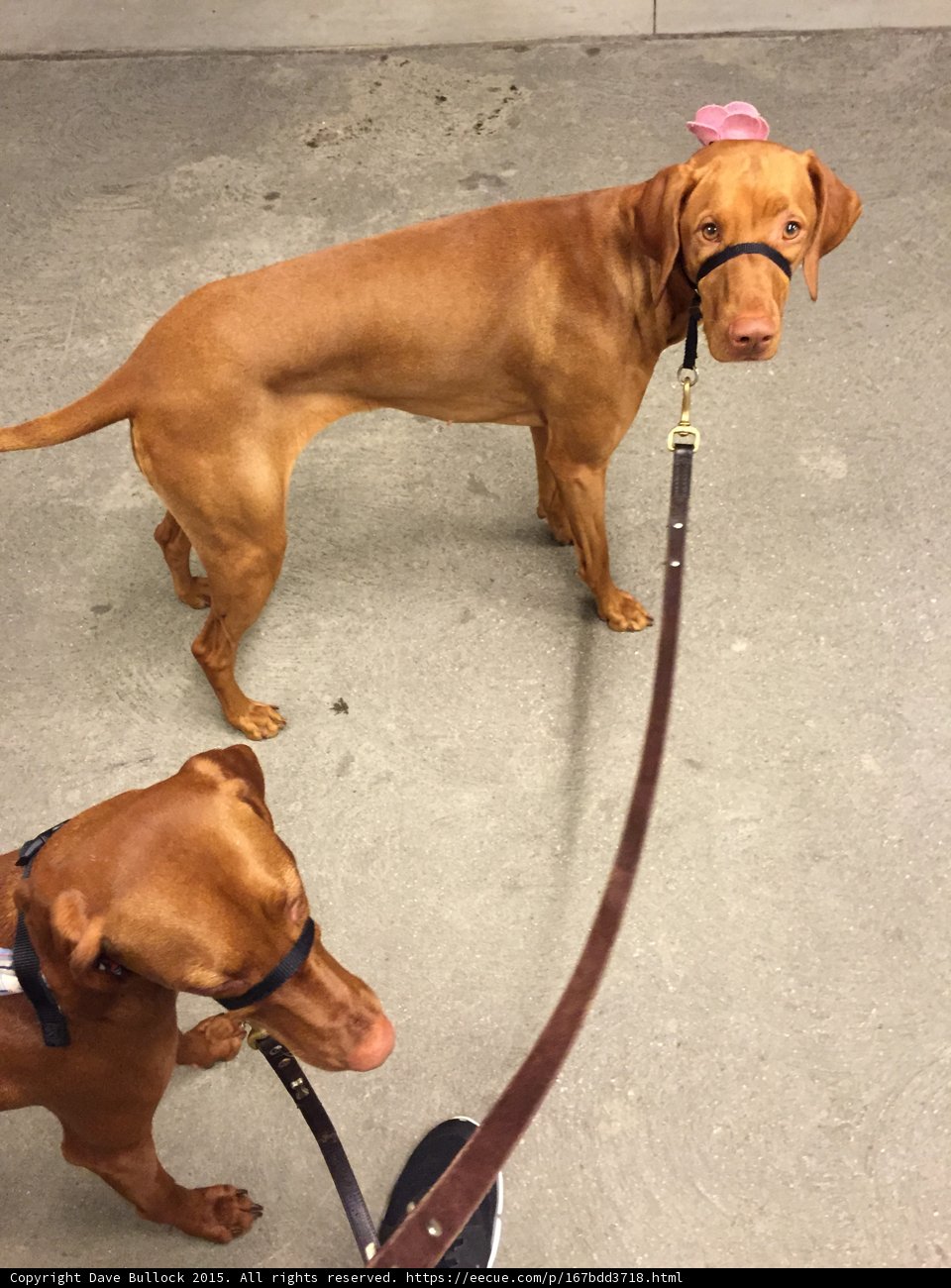 Two Vizslas from Above