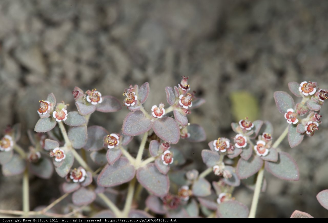 Tiny blossoms on a grassy plant