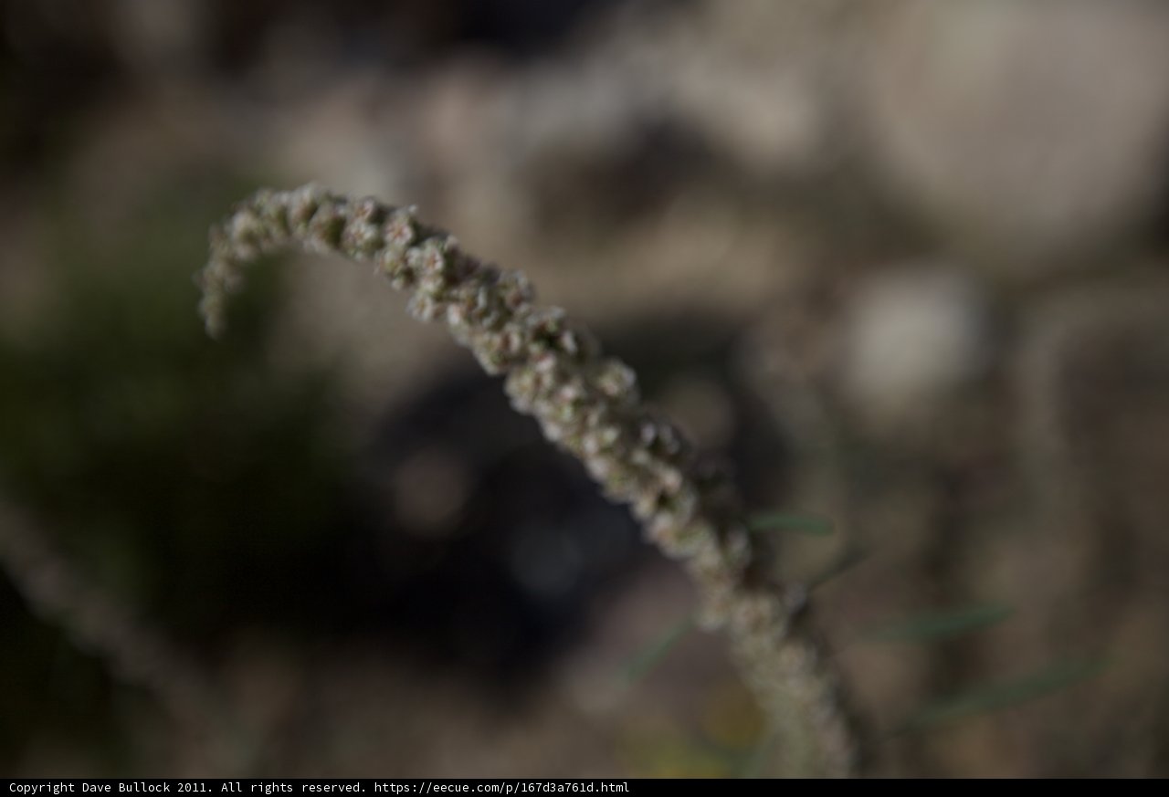 A Vibrant Desert Plant