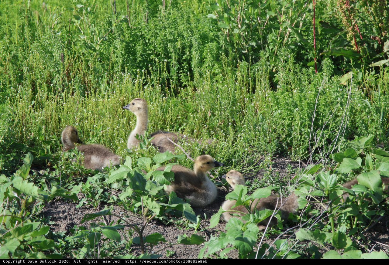 Canada Goslings Foraging in Wetland Vegetation