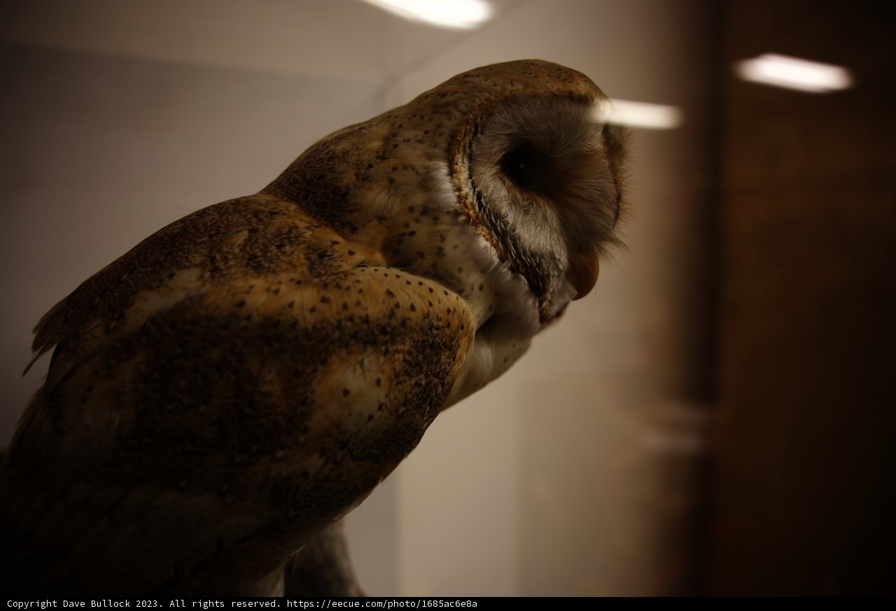 Perched Wisdom at the California Academy of Sciences