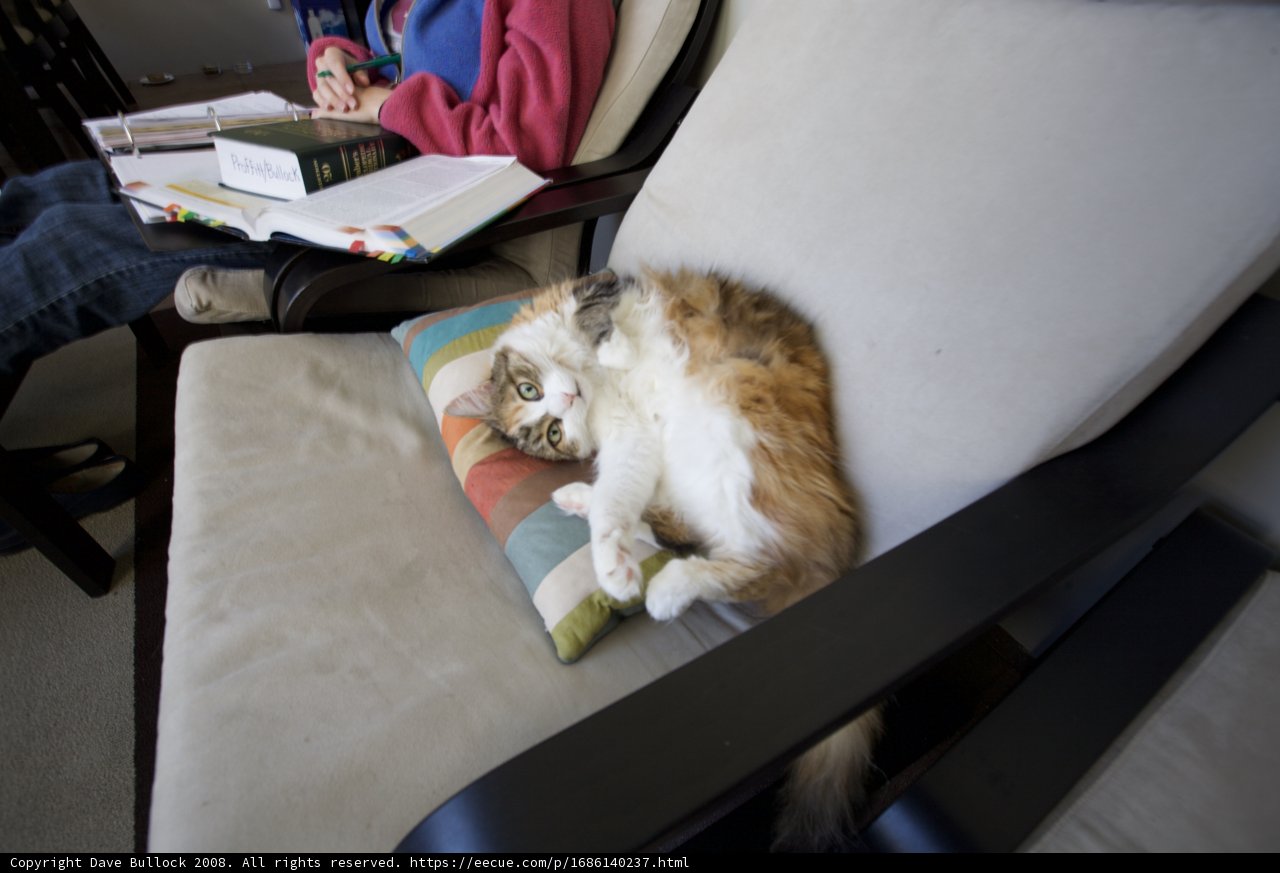 Feline Relaxation on a Wooden Chair