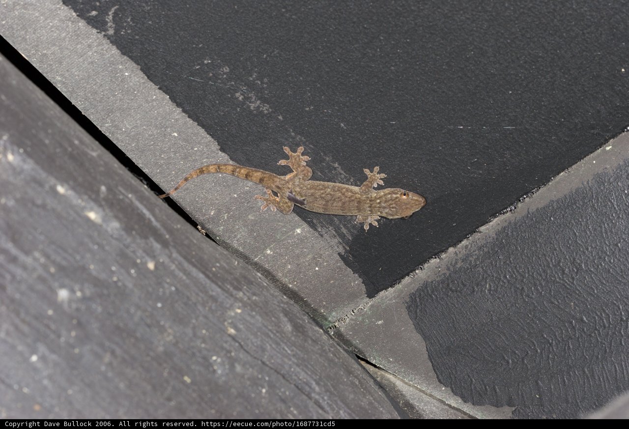 Gecko on the Wall