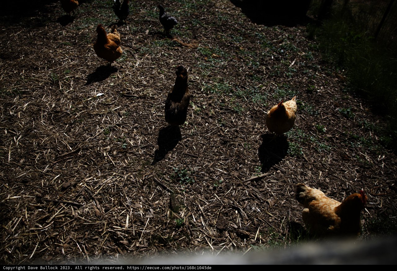 Clucking Companions on the Field
