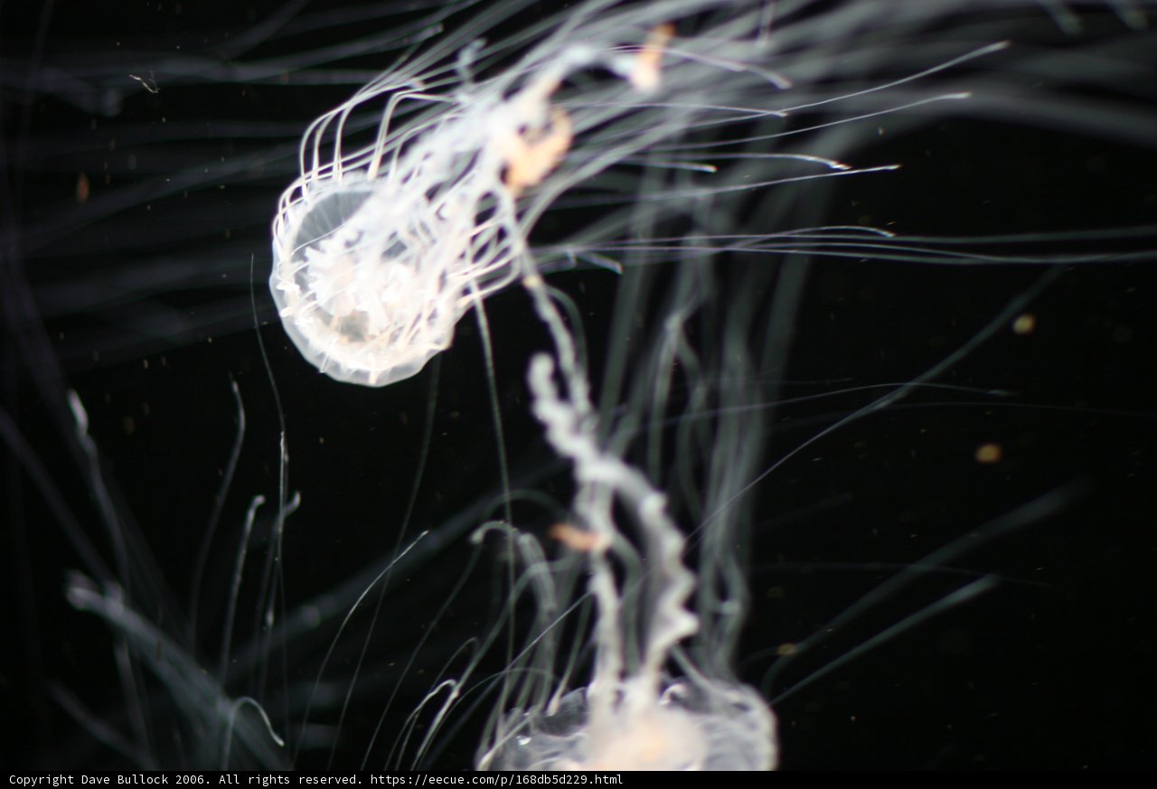 Graceful Jellyfish