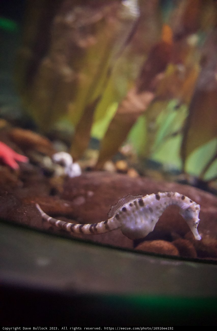 Enchanting Seahorse Spectacle at the Academy of Sciences, 2023
