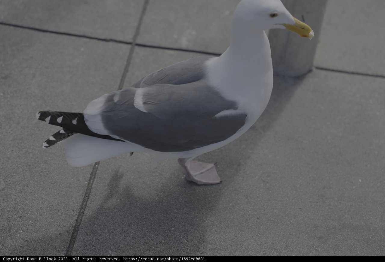 Sidewalk Seagull