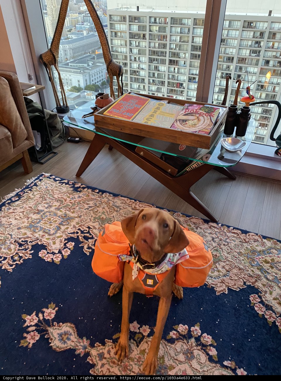 Urban Canine in Orange Vest