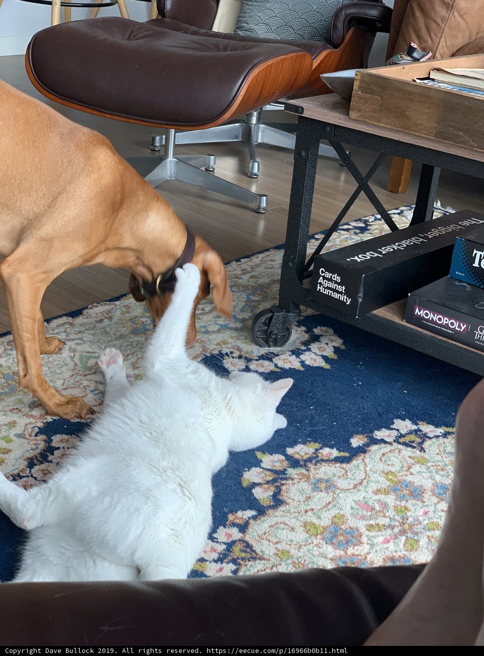 Furry Friends
