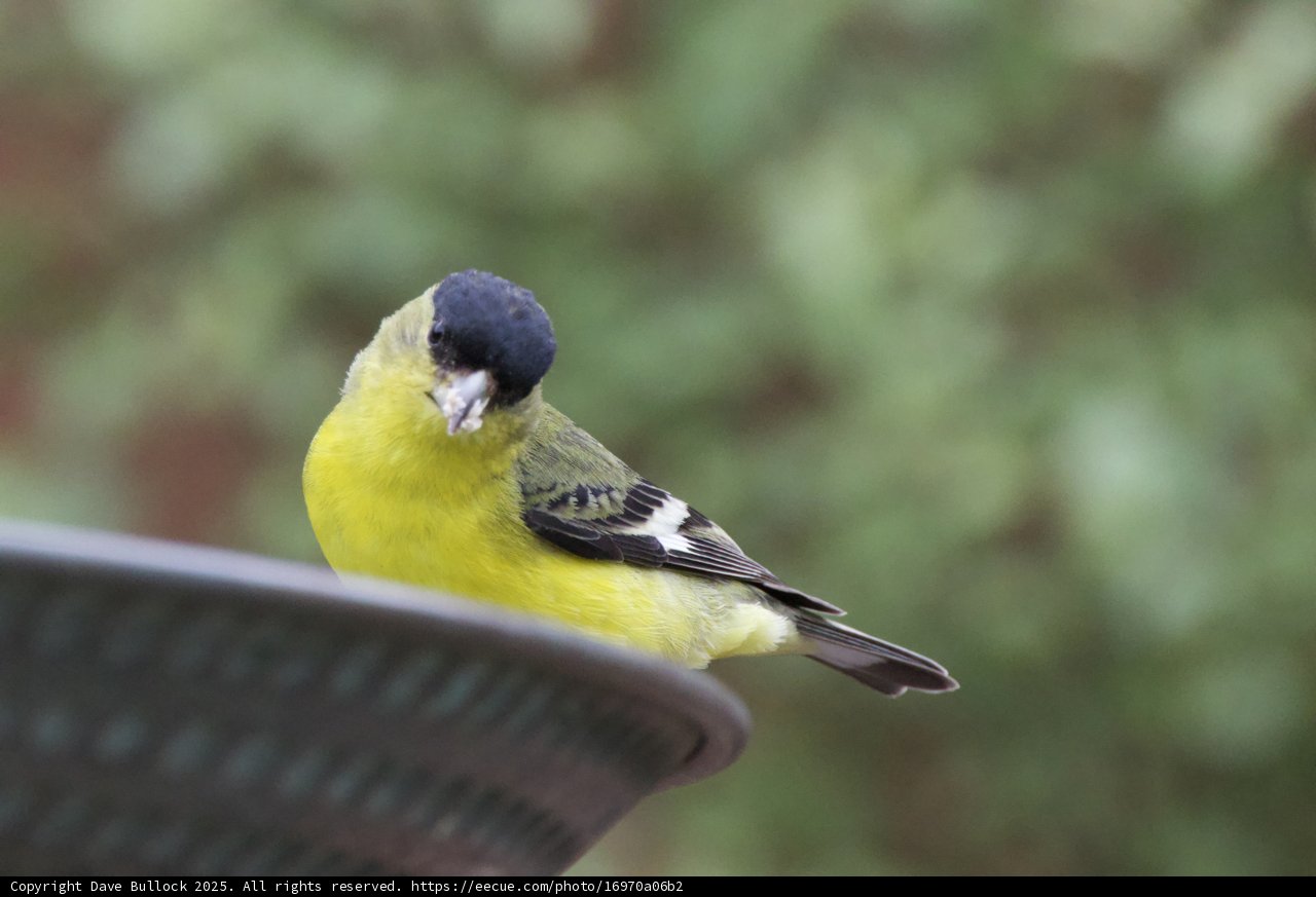 Perched in Vibrant Splendor