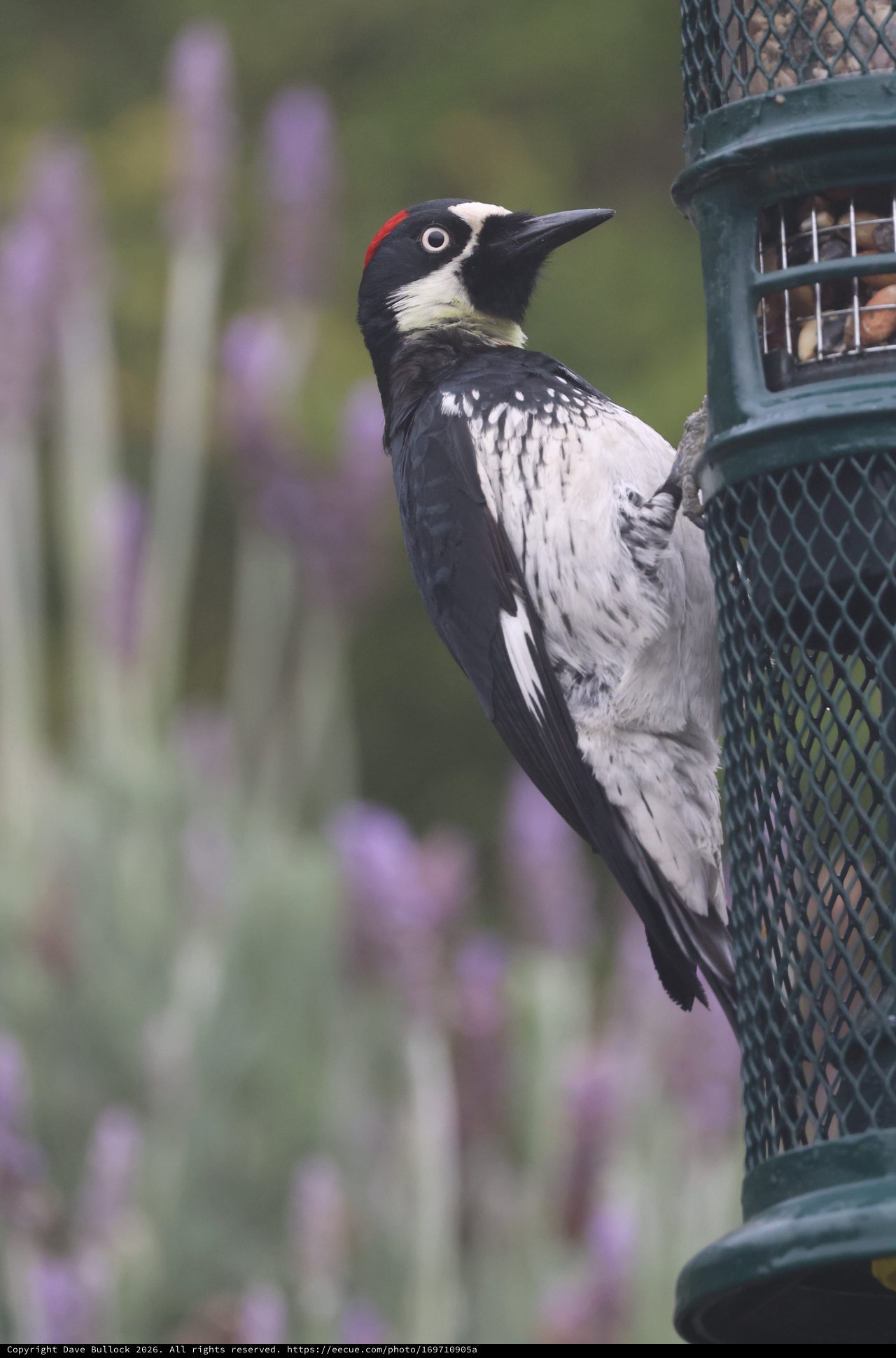 Acorn Woodpecker Visits Backyard Bird Feeder