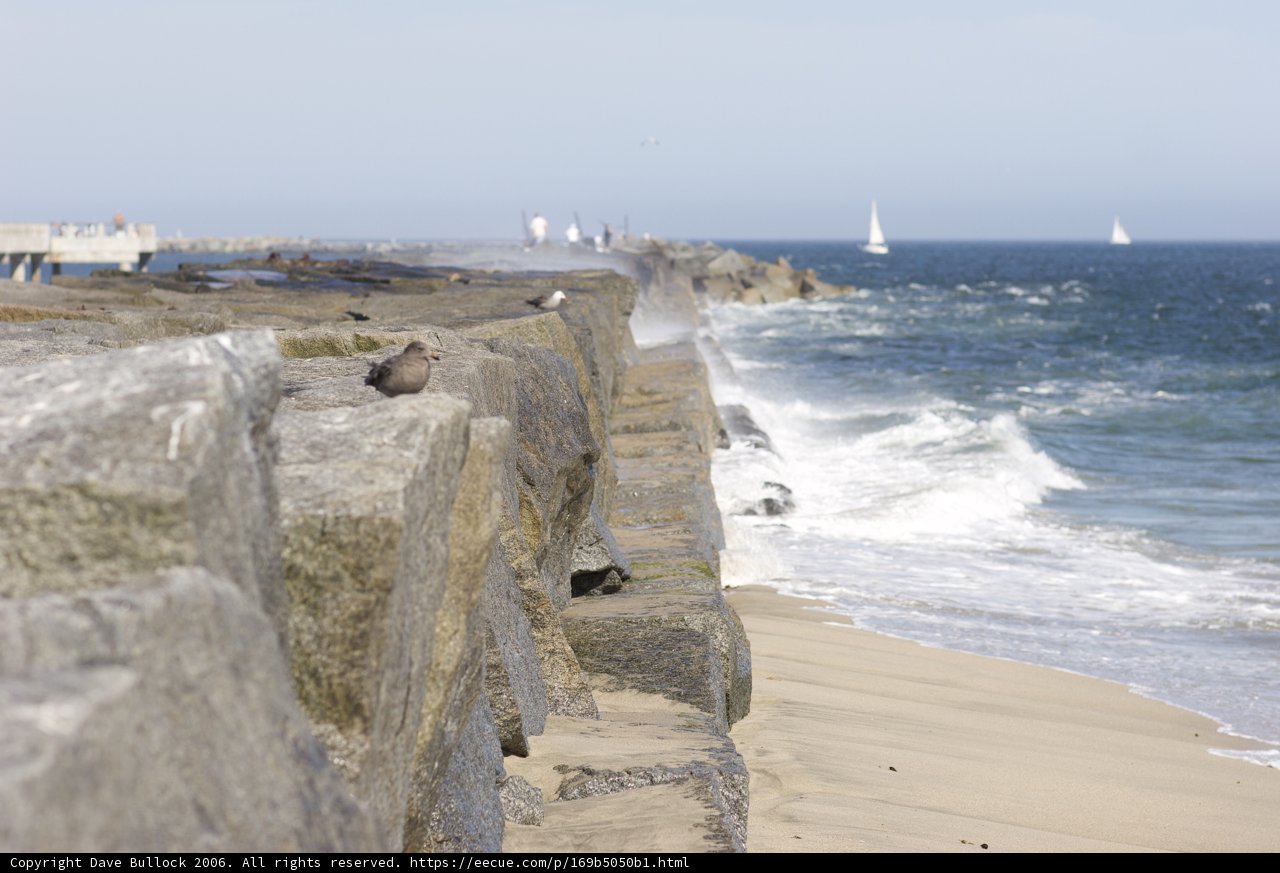 Bird Perched on Promontory near Ocean