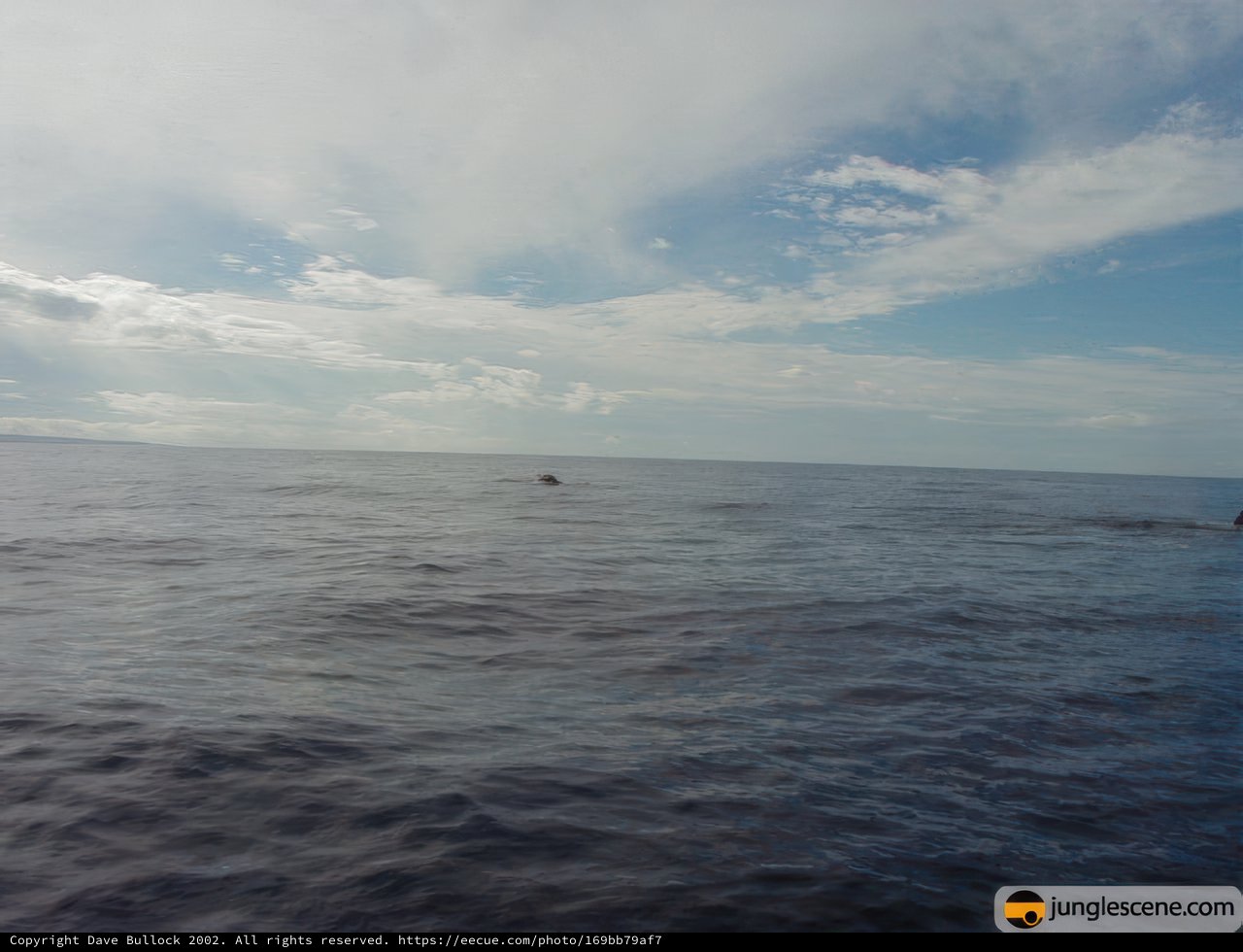 Majestic Whale in the Horizon