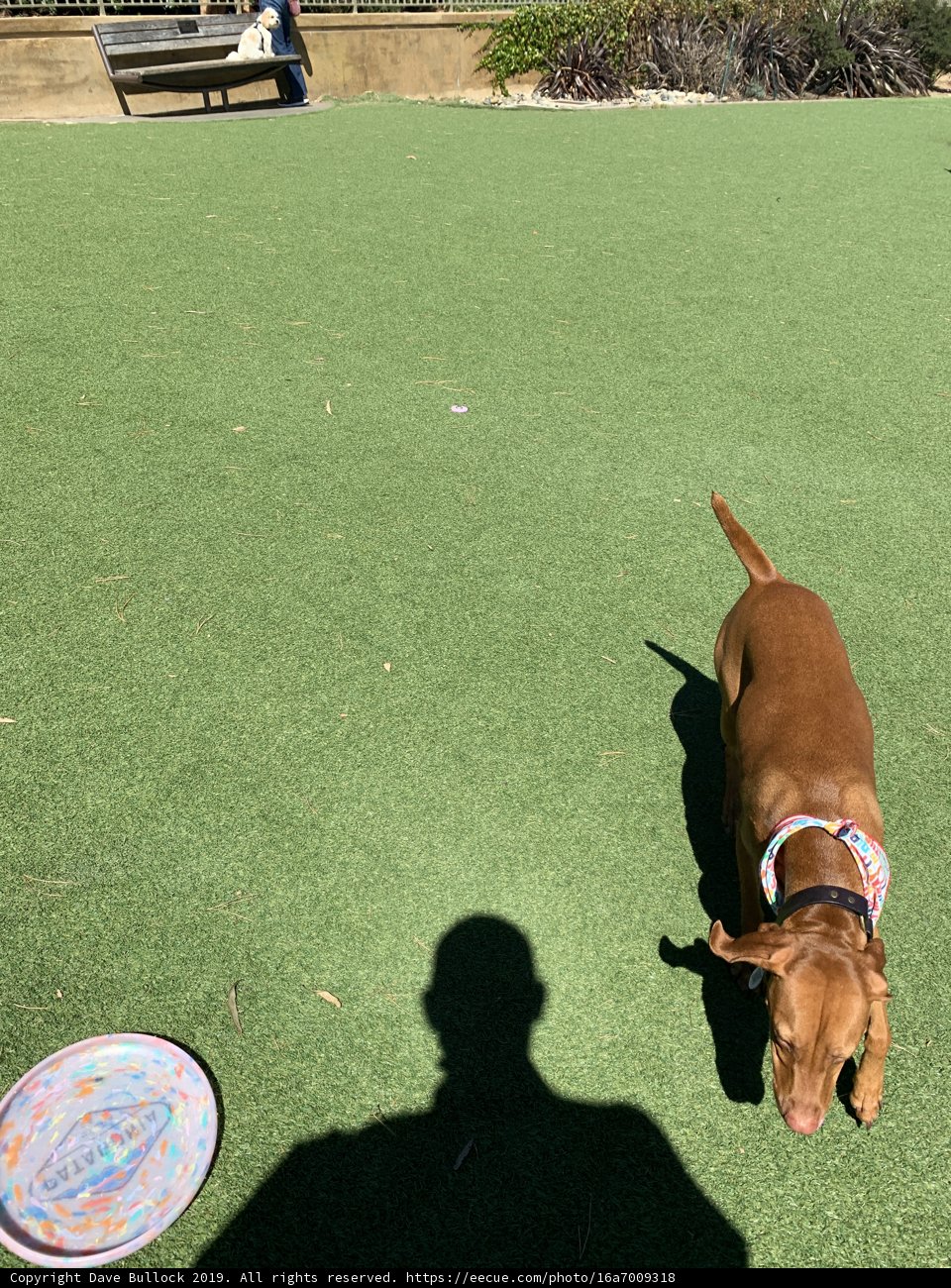 Beautiful Ridgeback Vizsla enjoying the grassy field