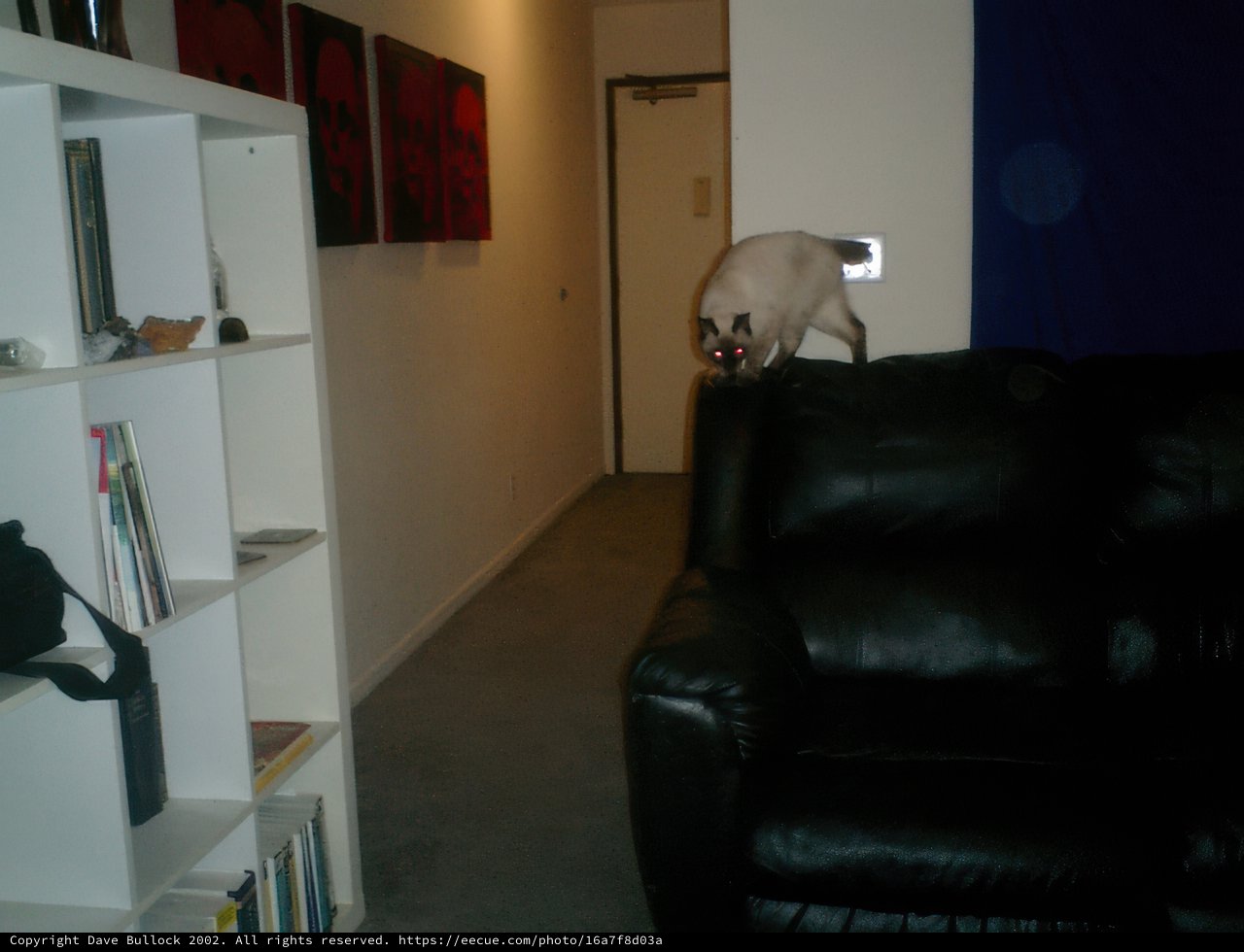 The Siamese Cat's Throne
