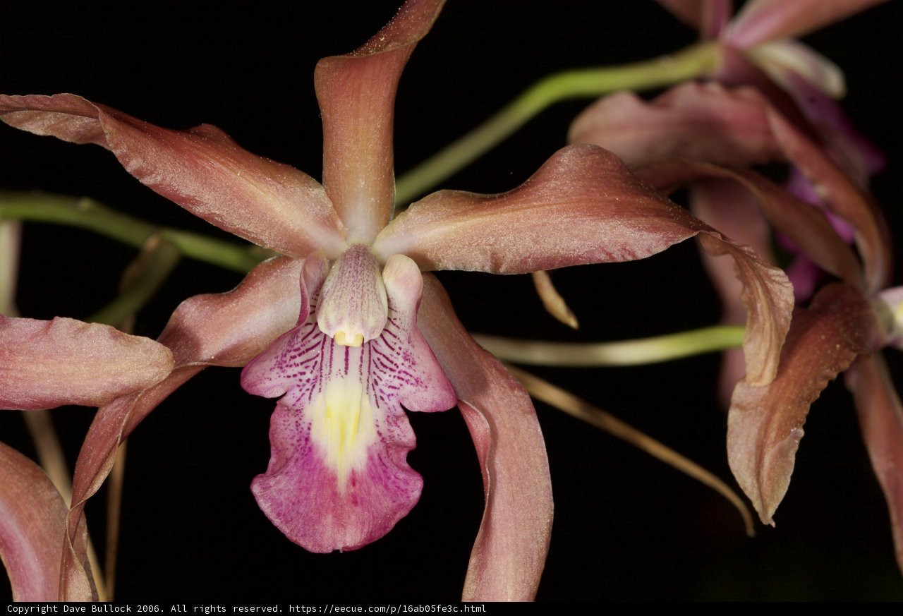 Orchid in the Dark