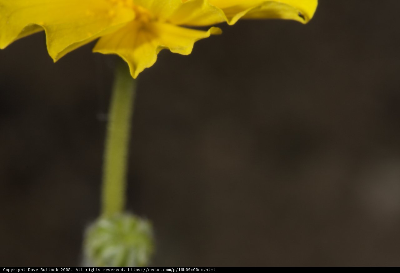 Vibrant Geranium Flower