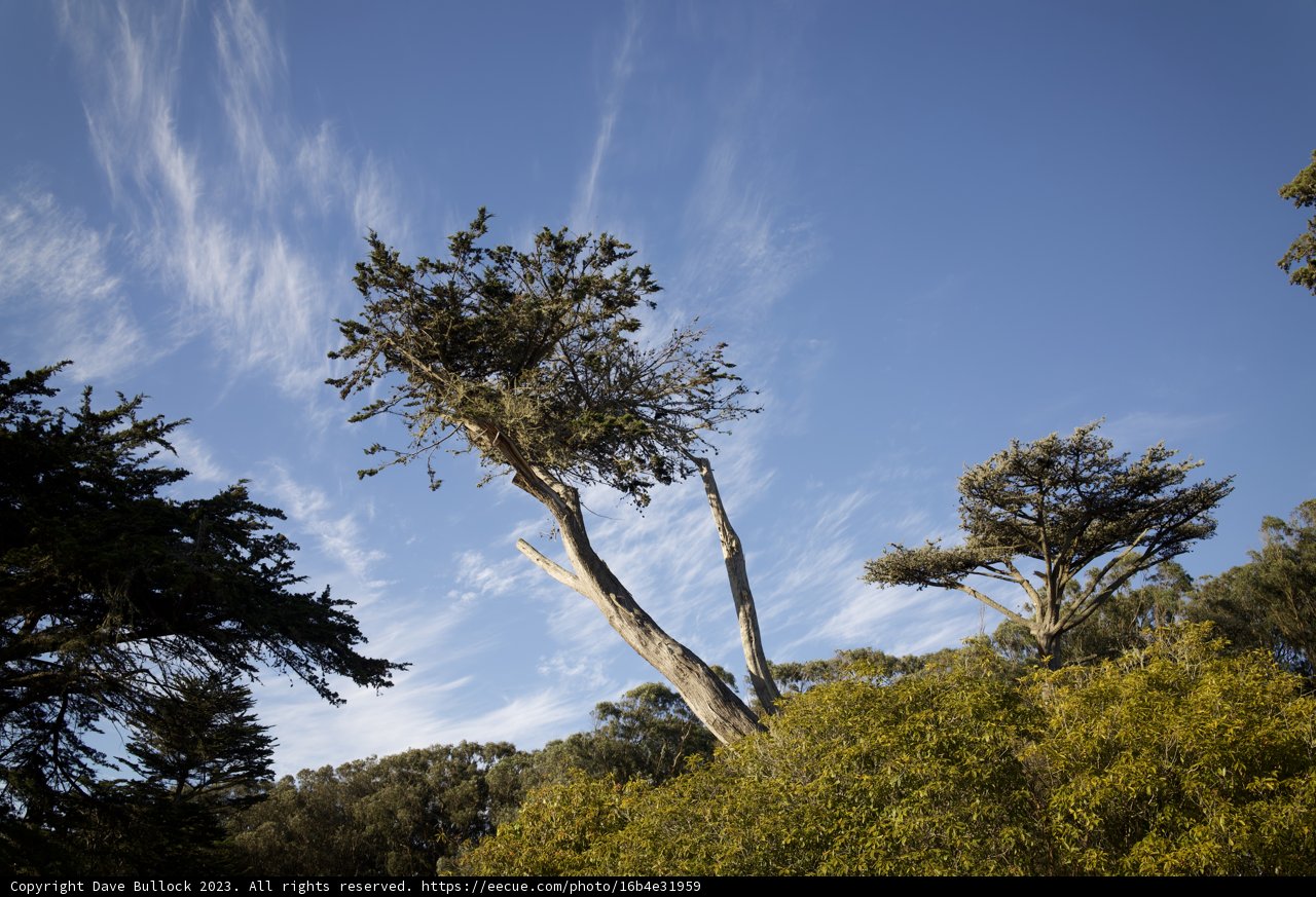Stately Eucalyptus against a Cerulean Sky