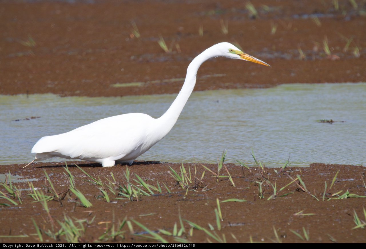 Great Egret Hunting in Flooded Rice Field