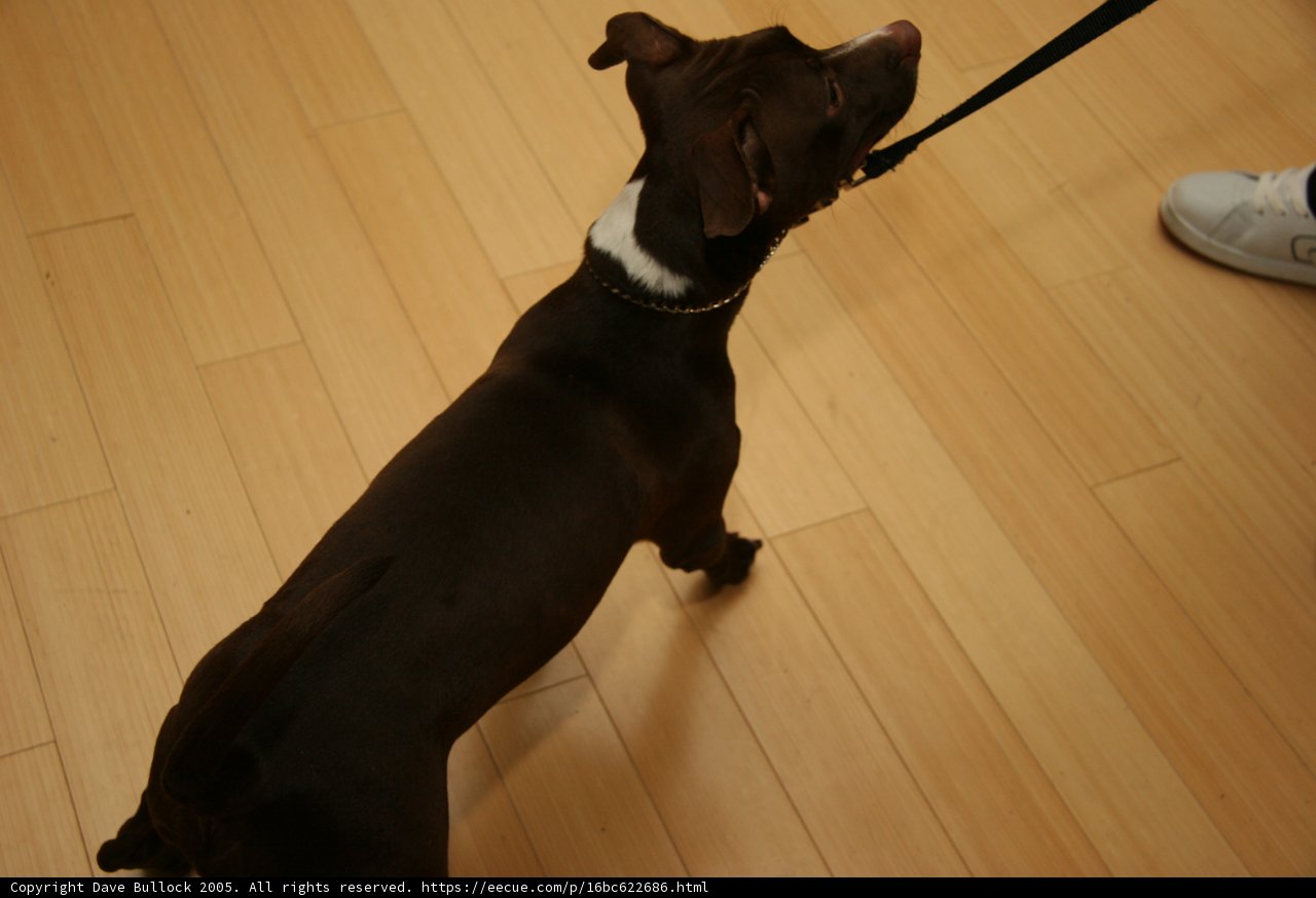 Doberman on Hardwood Flooring