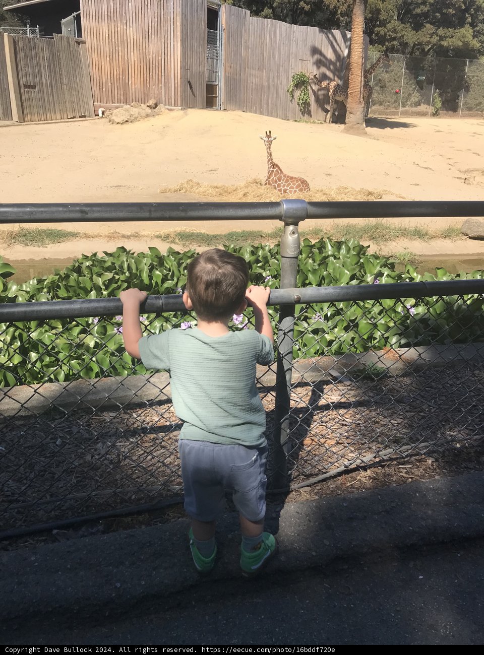 Curious Encounters at the Zoo