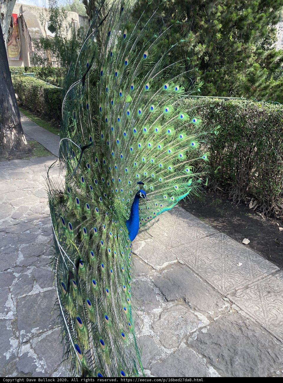 Proud Peacock in Xochimilco