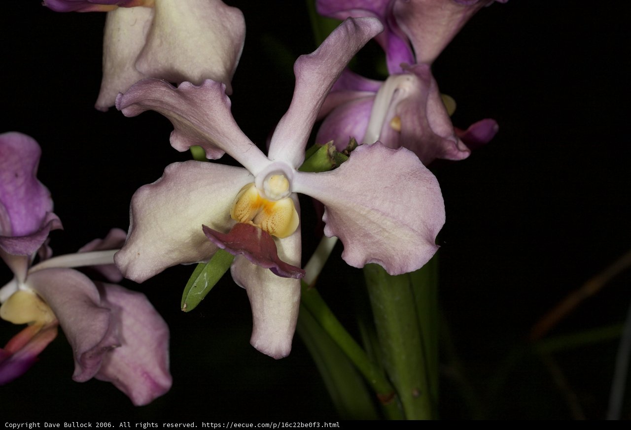 Majestic Purple Orchid with White Flowers