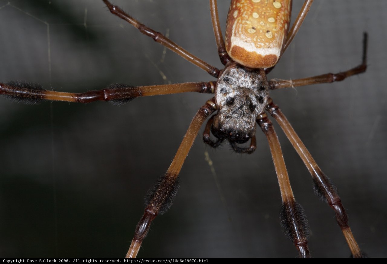 Garden Spider with Long Tail