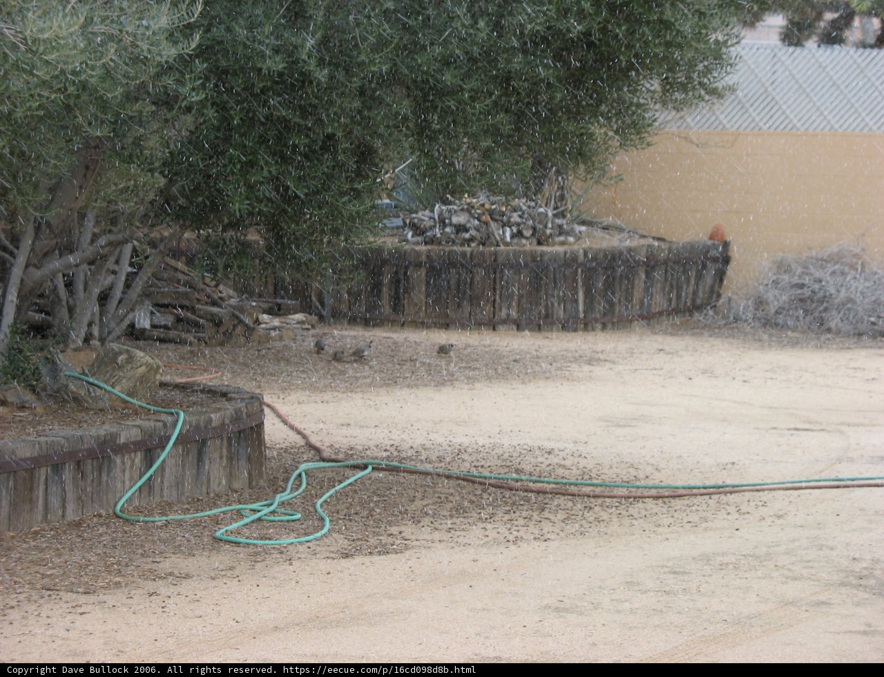 Tree Watering