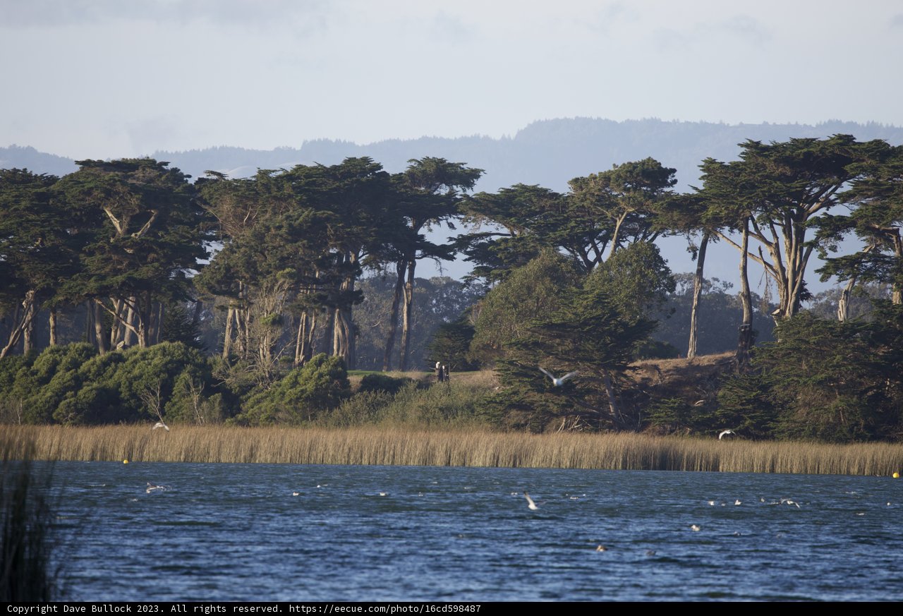 Flight Over Lake Merced: A Summer Symphony