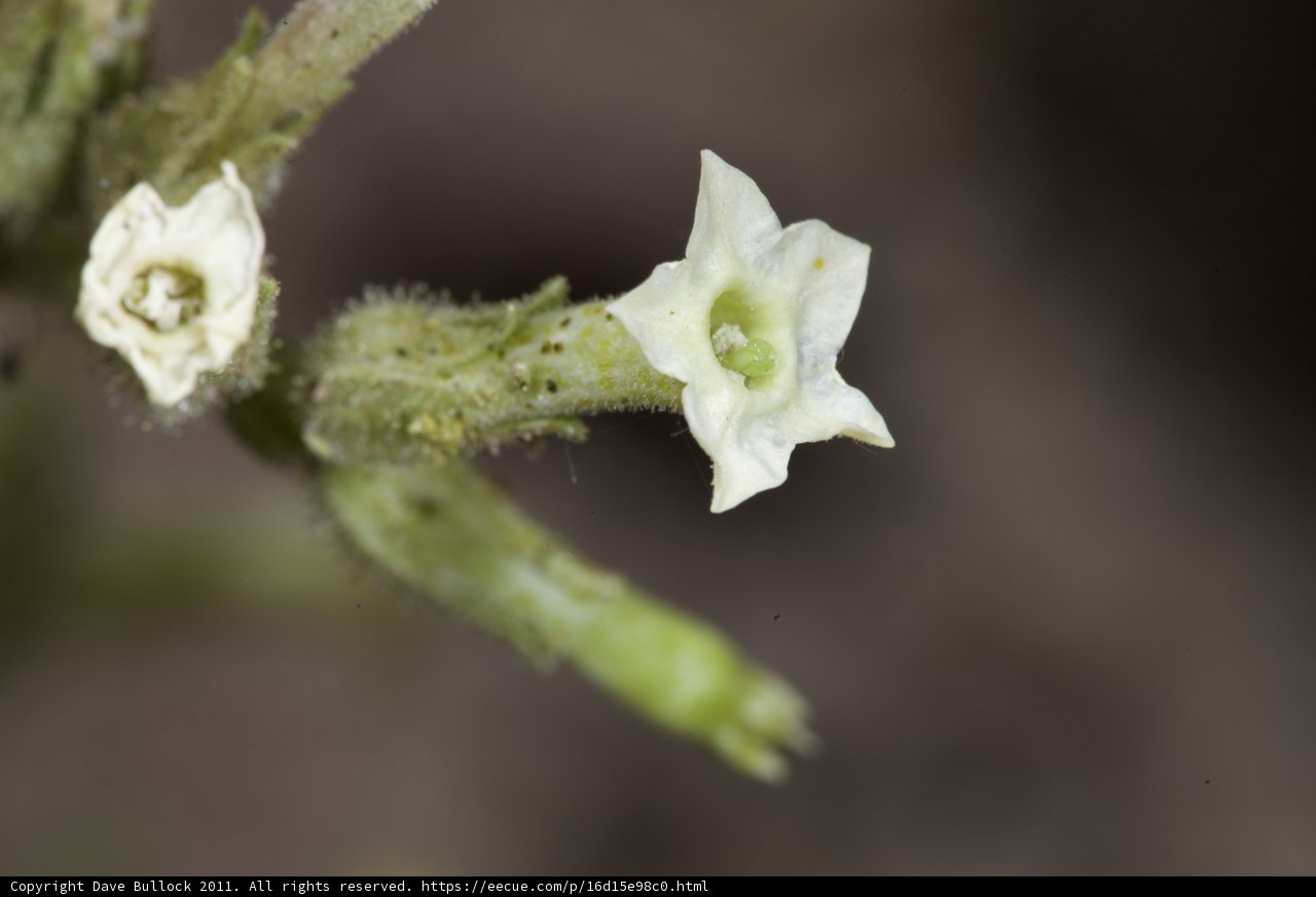 Delicate White Flower Blooms Among Green Leaves