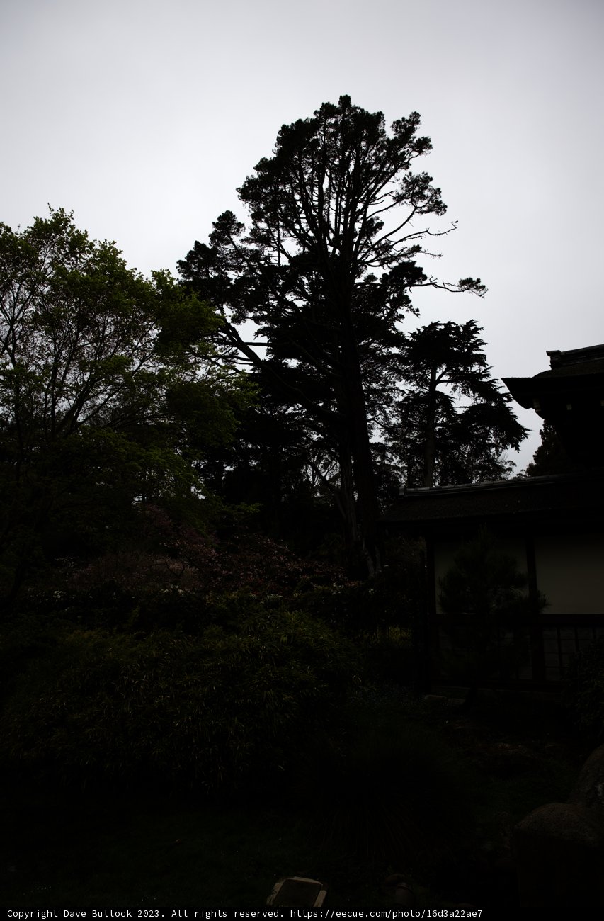 Serenity in the Japanese Tea Garden