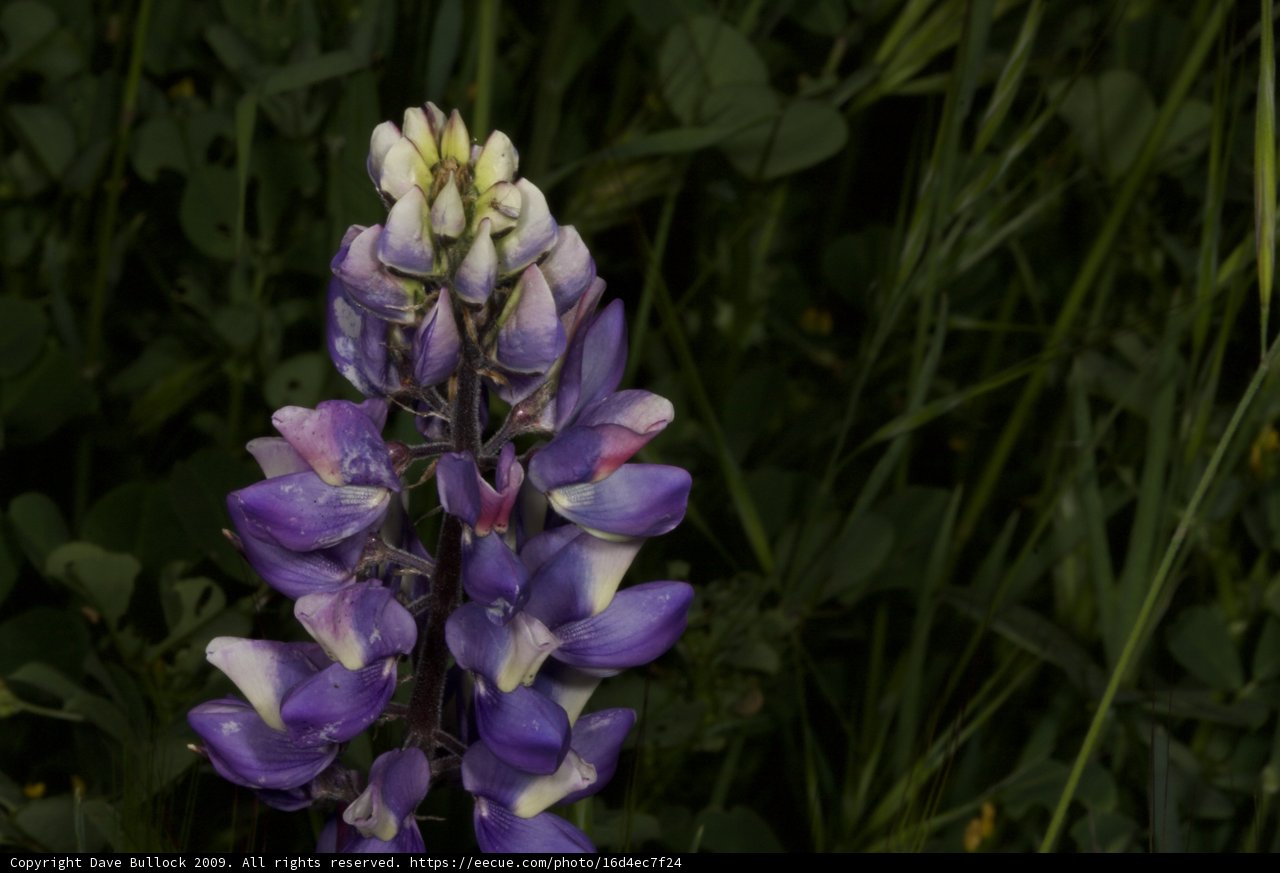Purple Lupine in the Field